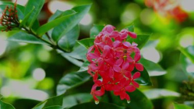 Kara çamur eşekarısı ya da çamur dauber yağmur mevsiminde Ixora çiçeklerinde uçuyor, yürüyor, ayakta duruyor ve nektar içiyor..