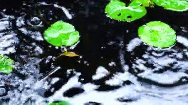 Nilüfer havuzuna yağmur damlası. Yağmur mevsiminde yeşil su zambağı yaprakları gölette yüzer...