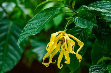 Islak çiçek açan Ylang-Ylang çiçeğinin, yağmurda böcek ve yeşil yapraklı yakın görüntüsü.