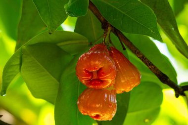 Low angle view bunch of wet red Rose Apples hanging at a branch of the tree in rainy season. clipart