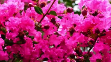 Çiçek açan pembe Crape çiçekleri, Crape Myrtle, Çin Crape Myrtle, Hint leylağı yağmur mevsiminde rüzgarda hareket eden arılar..