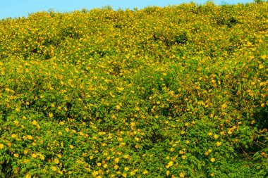 Sarı ağaç kadife çiçekleri, Meksika ayçiçekleri, Nitobe chrysantimum veya Tithonia yeşil yapraklı çeşitlilik çiçekleri.