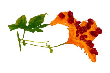 Side view of single ripe Bitter Gourd with red seeds, green leaves, branch and  tendril isolated on white background with clipping path. clipart