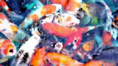 Gölette yüzen renkli Koi Balığı kolonisinin yakın görüntüsü, üst manzara, yatay.