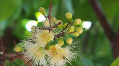 Düşük açılı, çiçek açan elma çiçeği. Rüzgarda hareket eden bal arıları yürüyor ve uçuyor..