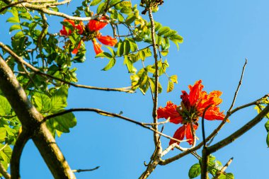 Çiçek açan turuncu Afrika lale çiçeği veya Spatodea campanulata veya Çeşme ağacı veya mavi gökyüzünde yeşil yaprakları olan orman alevi.