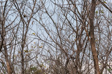 Tayland 'ın kuzeyinde sonbahar mevsiminde meşe ağacı manzarası.
