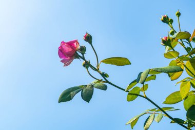 Sabahları mavi gökyüzüne karşı yeşil yapraklı pembe gül yetiştirme manzarası.