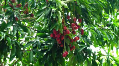 Olgun Lychee meyvesi ya da yaprakları ağaçta sallanan ve rüzgarda sallanan Litchi çingenesi..