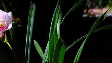 Çiçek açan pembe cybidium çiçekleri ve rüzgarda sallanan yeşil yapraklar.