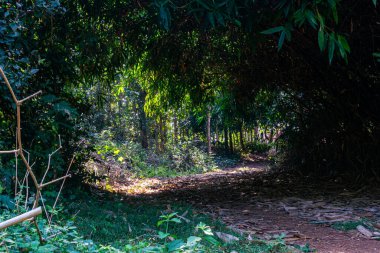 Tayland 'da bahar mevsiminde tropikal yeşil ormandaki patika..