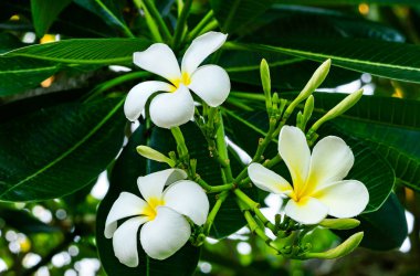 Çiçek açan Plumeria çiçekleri ya da dallı ve ağaçta yeşil yapraklı Frangipani çiçekleri.