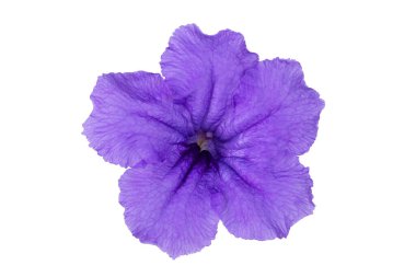 Waterkanon çiçeği ya da Ruellia tüberosa ya da kırpma yolu olan beyaz arkaplanda izole edilmiş aslanağzı kökü.