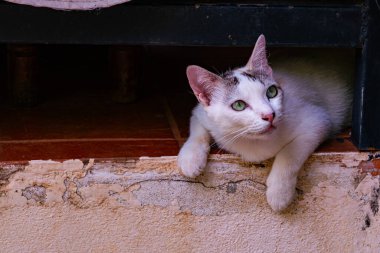 Beyaz beton zeminde çömelmiş tatlı bir kedi yavrusu tuhaf bir şekilde bir şeye bakıyor..