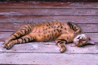 Şirin benekli kahverengi bir kedi evin terasında uyuyor..