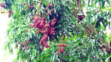 Olgun Lychee veya Litchi çinçin meyveleri rüzgarda sallanan ağaçta sallanıyor.