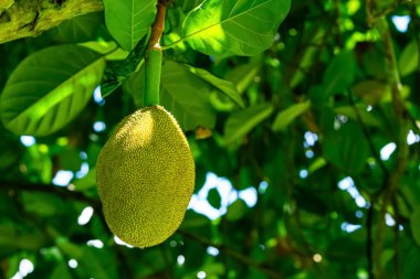 Olgunlaşmamış genç Jackfruit veya nangka veya Artocarpus heterophyllus yağmur mevsiminde Jackfruit ağacının dalında asılı duruyor..