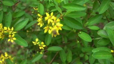 Mavi bantlı arı veya Amegilla singulata yağmur mevsiminde sarı Galphimia 'da uçar ve tozlaşır..