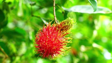 Rambutan ağacında asılı duran tek kırmızı rambutan meyvesi bulanık yeşil yaprakların üzerinde rüzgarda hareket ediyor..
