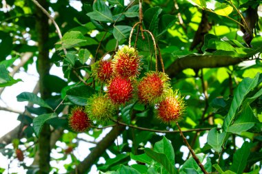Rambutan meyveleri ya da Rambutan ağacında sallanan Nephelyum Lappaceum meyveleri..