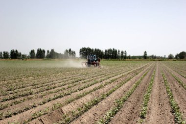 Özbekistan 'da traktörle pamuk tarlasında küçük pamuk fideleri süren çiftçi
