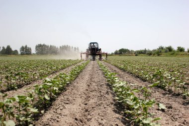 Özbekistan 'da traktörle pamuk tarlasında küçük pamuk fideleri süren çiftçi