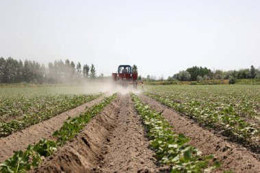 Özbekistan 'da traktörle pamuk tarlasında küçük pamuk fideleri süren çiftçi