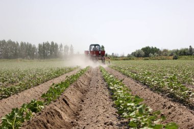Özbekistan 'da traktörle pamuk tarlasında küçük pamuk fideleri süren çiftçi