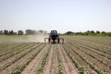 Özbekistan 'da traktörle pamuk tarlasında küçük pamuk fideleri süren çiftçi