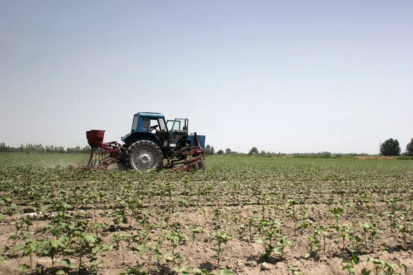 Üzbegisztáni Traktoros Gyapotpalántákat Vezető Mezőgazdasági Termelő — Stock Fotó