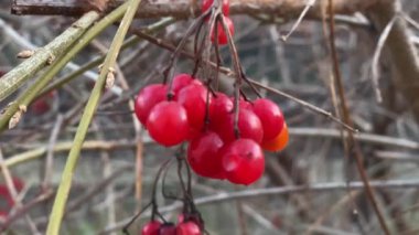 Kuru dalda kırmızı viburnum üzümü ve bulanık arkaplan.