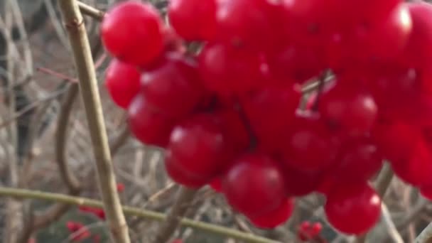 Red Viburnum Berries Dry Branch Blurred Background — Wideo stockowe