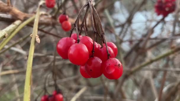 背景がぼやけた乾燥した枝の赤いビブラムベリー — ストック動画
