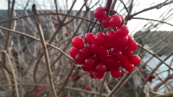 Red Viburnum Berries Dry Branch Blurred Background — Video