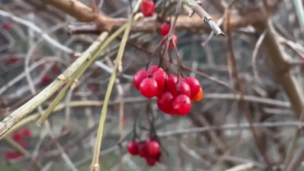 背景がぼやけた乾燥した枝の赤いビブラムベリー — ストック動画