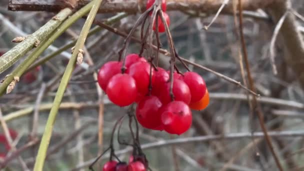 Red Viburnum Berries Dry Branch Blurred Background — Video