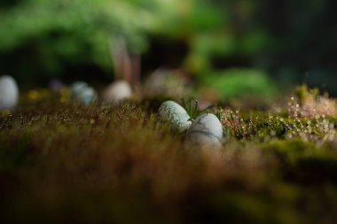 Yeşil yosun arka planda paskalya yumurtaları, bulanık arkaplan. Bahar konsepti.