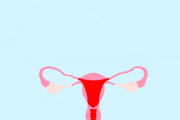 Drawn Woman Reproductive System Light Blue Background Copy Space — Stock Photo, Image