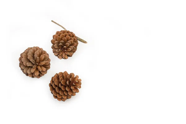 Pine Cones Isolated White Background Copy Space — Stock Photo, Image