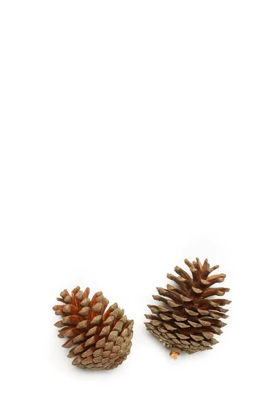 Two Pine Cones White Background Copy Space — Stock Photo, Image