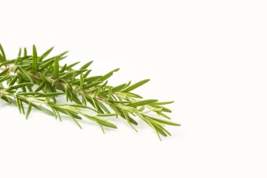 A branch of rosemary on a white background with copy space