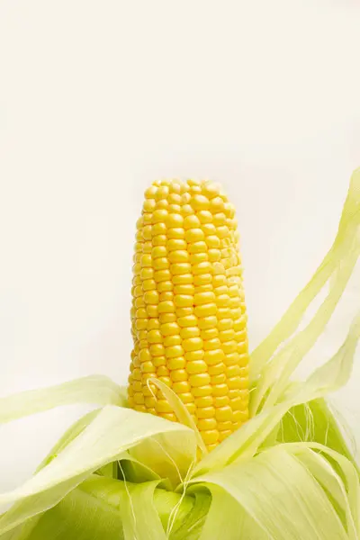 Kukuřice Zelenou Slupkou Bílém Pozadí Kopírovacím Prostorem — Stock fotografie