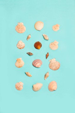 Üst görünümde kopyalama alanı olan turkuaz arkaplan üzerindeki deniz kabukları