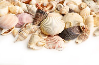 Kapalı bir görünümde kopyalama alanı olan beyaz arkaplan üzerindeki deniz kabukları