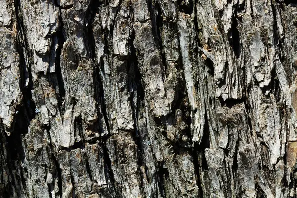 Güneş tarafından aydınlatılan ağaç gövdesi yakından görülüyor.