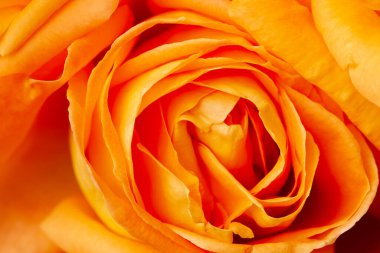 Çok yakından bakınca bir portakal gülü.