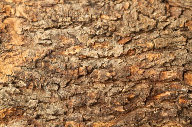 Yakından bakınca keçiboynuzu kabuğu gibi.