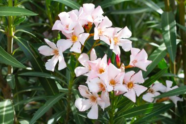 Yakından bakınca pembe çiçekli bir zakkum bitkisi.