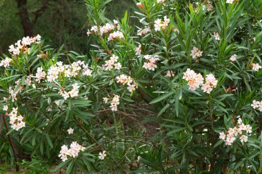 Güneşli bir günde bahçesinde pembe çiçekler olan büyük bir zakkum bitkisi.