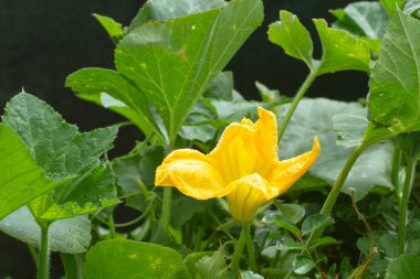 Yeşil yapraklı bir kabak çiçeğinin içindeki kabak çiçeği.